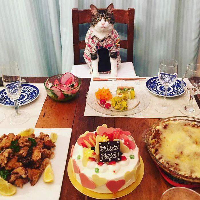 댕댕이는 따라갈 수 없는 갓냥이 절제력.jpg | 인스티즈