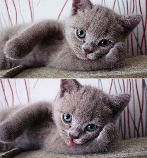 집사가 강아지 안을때/강아지 주인이 고양이 안을때 느끼는 감정 | 인스티즈