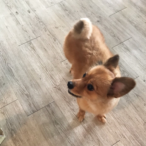 인천 도화동 근처에서 강아지를 찾습니다 | 인스티즈