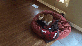 냥아치.gif | 인스티즈