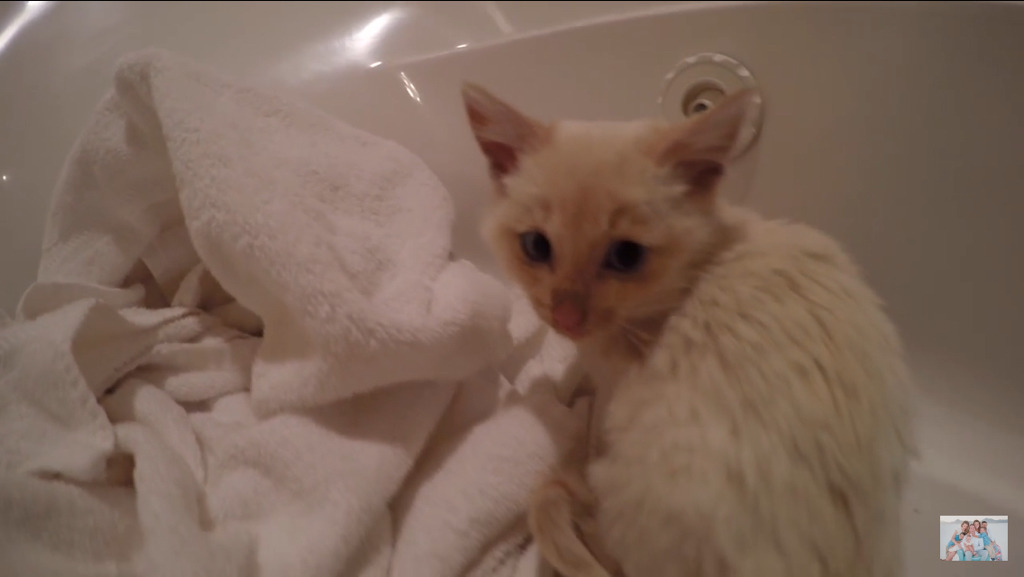 얼어서 죽어가는 아기고양이를 살린 가족 | 인스티즈