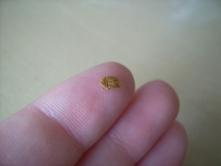 이쑤시개로 만든 종이접기.jpg | 인스티즈