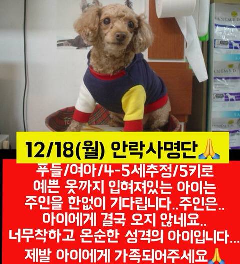 월요일날 안락사될 애기들 보고가줘ㅠㅠㅠ | 인스티즈