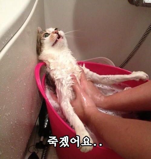 뭐하는 거냥 집사야.gif | 인스티즈