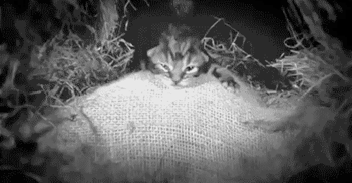 고양이의 성장과정 | 인스티즈