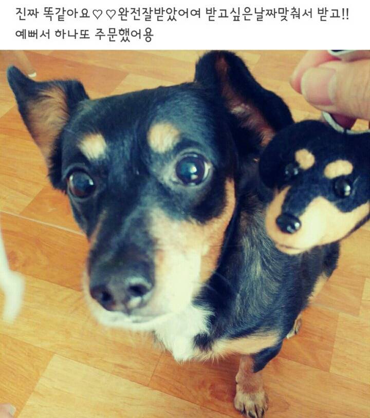 내 강아지와 꼭 닮은 키링 | 인스티즈