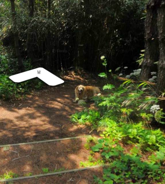 다음 로드뷰 울릉도 죽도 강아지.jpg | 인스티즈