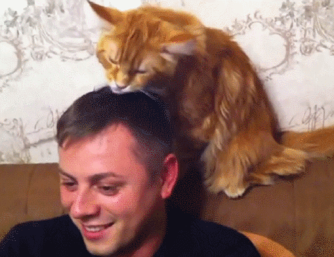 집사케어해주는 고양이 | 인스티즈