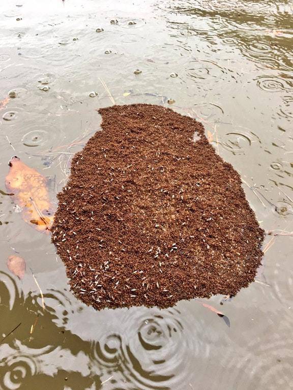 홍수에 살아 남을려고 무리지어 모인 개미들 | 인스티즈