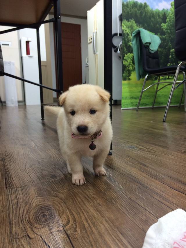 인간들아~ 귀욤 터지는 동물 친구들 오셨다 맘껏 귀여워할 준비를 하라 | 인스티즈