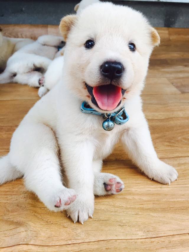 인간들아~ 귀욤 터지는 동물 친구들 오셨다 맘껏 귀여워할 준비를 하라 | 인스티즈