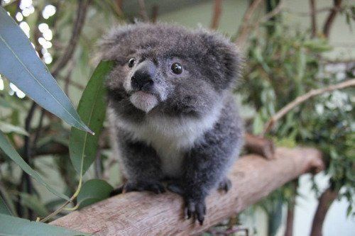 인간들아~ 귀욤 터지는 동물 친구들 오셨다 맘껏 귀여워할 준비를 하라 | 인스티즈