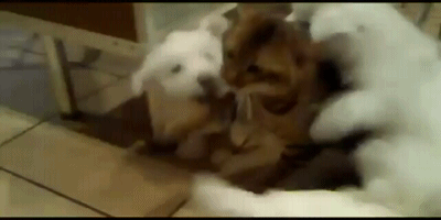 고양이: 으아아! 좀 그만해ㅠ.gif | 인스티즈