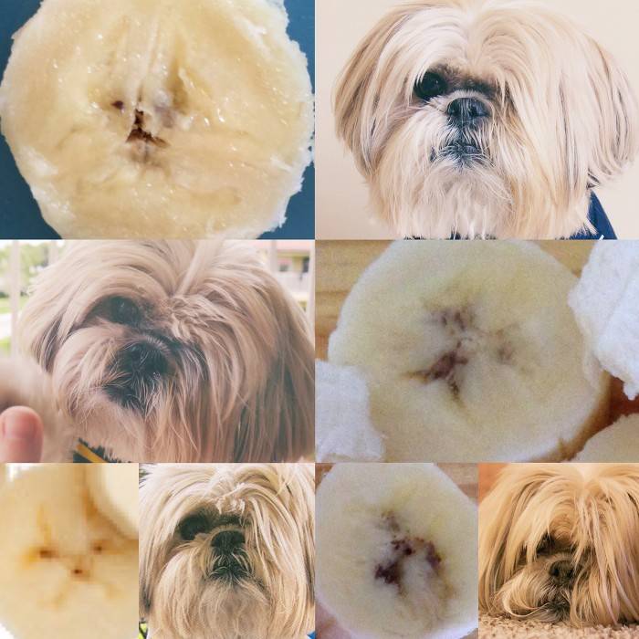 강아지 닮은 꼴 | 인스티즈