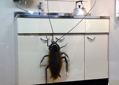 최고의 서프라이즈 아이템 (벌러지주의) | 인스티즈