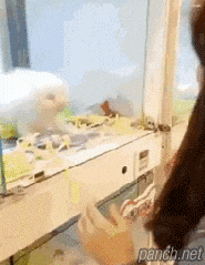 나라면 입양한다 vs 안하고 그냥지나친다 | 인스티즈