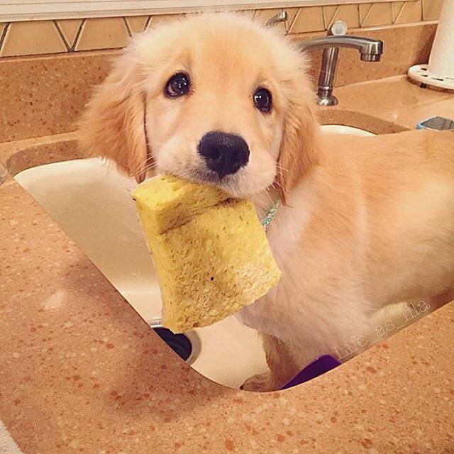 인간들아~ 귀욤 터지는 동물 친구들 오셨다 맘껏 귀여워할 준비를 하라 | 인스티즈