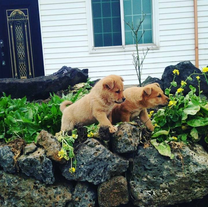 인간들아~ 귀욤 터지는 동물 친구들 오셨다 맘껏 귀여워할 준비를 하라 | 인스티즈
