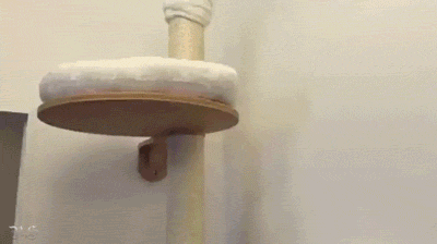 고양이 집을 세팅해줘도 무의미한 이유 .GIF | 인스티즈