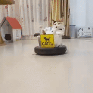 고양이님의 특별한 이동수단.gif | 인스티즈