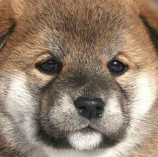 인간들아~ 귀욤 터지는 동물 친구들 오셨다 맘껏 귀여워할 준비를 하라 | 인스티즈