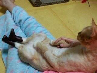 부츠가 맘에 든 고양이.jpg | 인스티즈