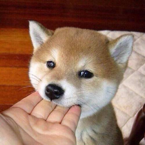 인간들아~ 귀욤 터지는 동물 친구들 오셨다 맘껏 귀여워할 준비를 하라 | 인스티즈