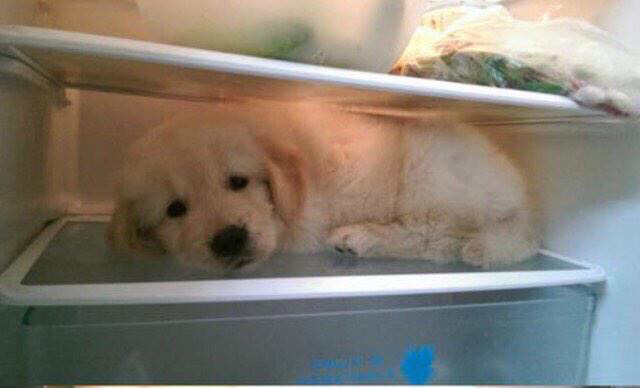 인간들아~ 귀욤 터지는 동물 친구들 오셨다 맘껏 귀여워할 준비를 하라 | 인스티즈