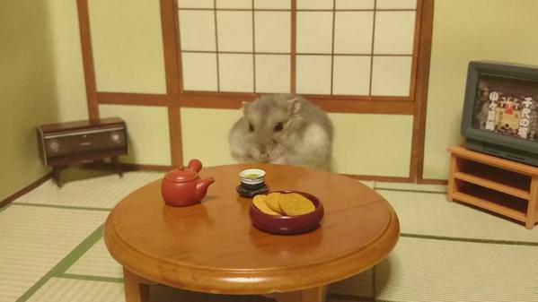 귀여운 이자까야 주인장.jpg | 인스티즈