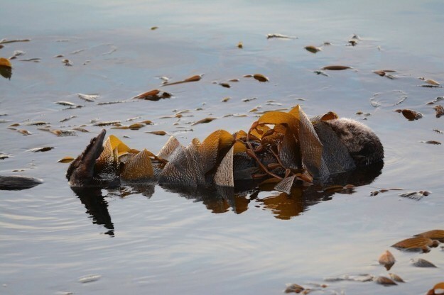 탱이 해달짱 | 인스티즈