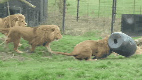 눈에 뵈는게 없는 사자 | 인스티즈