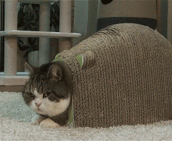 도대체 무슨 생각가지며 사는지 모르겠는 놈들.gif | 인스티즈