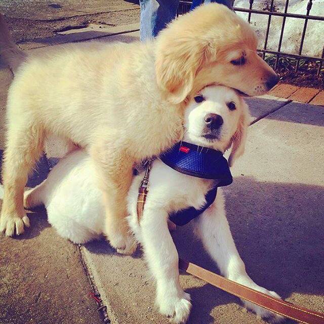 인간들아~ 귀욤 터지는 동물 친구들 오셨다 맘껏 귀여워할 준비를 하라 | 인스티즈