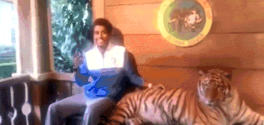 호랑이의 본성들.gif (놀람주의) | 인스티즈