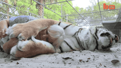 사람과 친한 호랑이.gif | 인스티즈