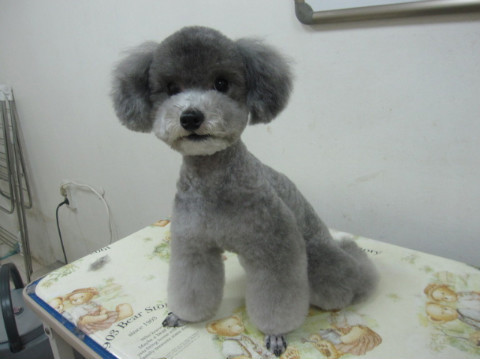 에....푸들쨩은....랄까.....쵸토 카와이랄까요... | 인스티즈