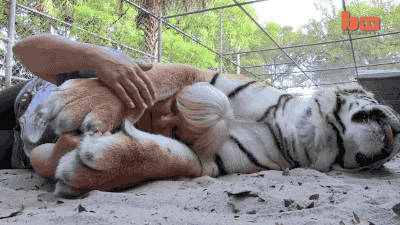 사람과 친한 호랑이.gif | 인스티즈