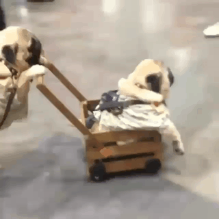 유모차 신형.gif | 인스티즈