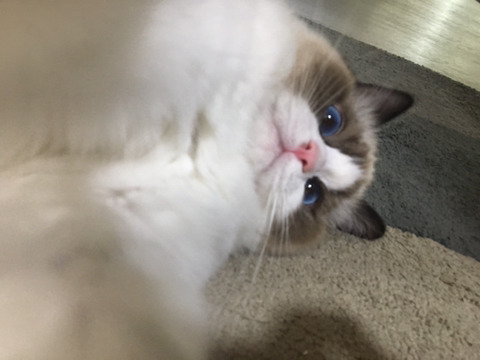 오동통한 고양이의 입술 ㅇㅅㅇ | 인스티즈