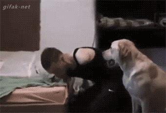 몸이 불편한 주인을 돕는 강아지.gif | 인스티즈