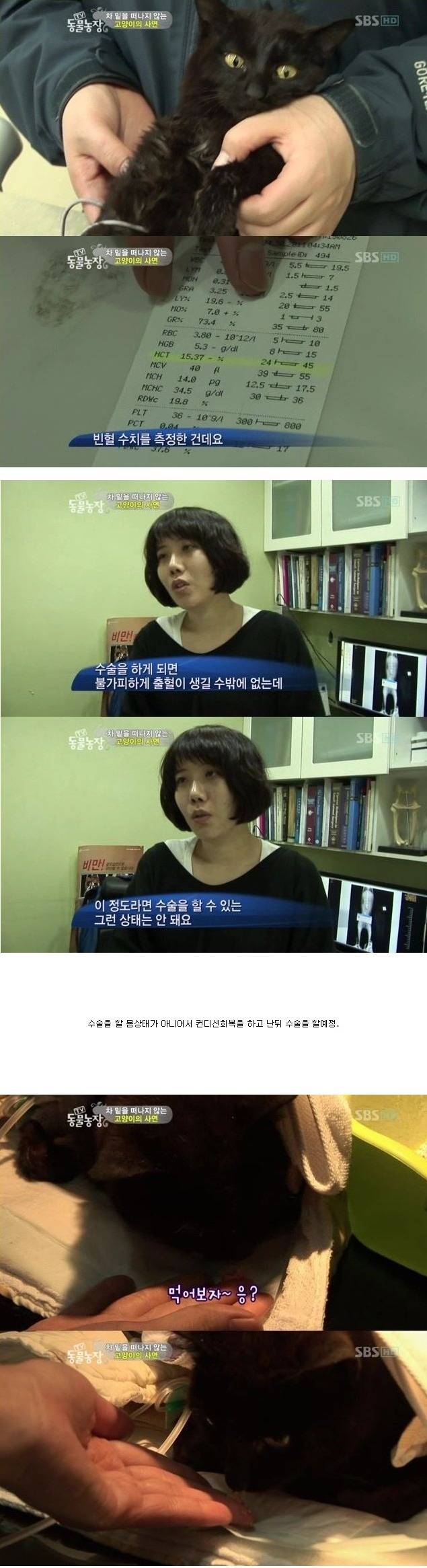 눈물을 흘리는 고양이 | 인스티즈