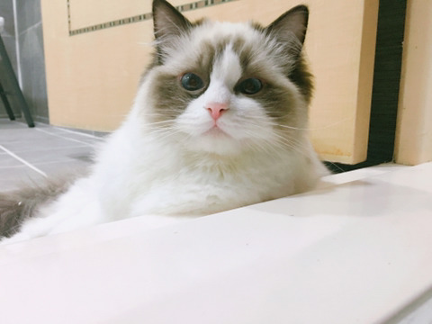 오동통한 고양이의 입술 ㅇㅅㅇ | 인스티즈