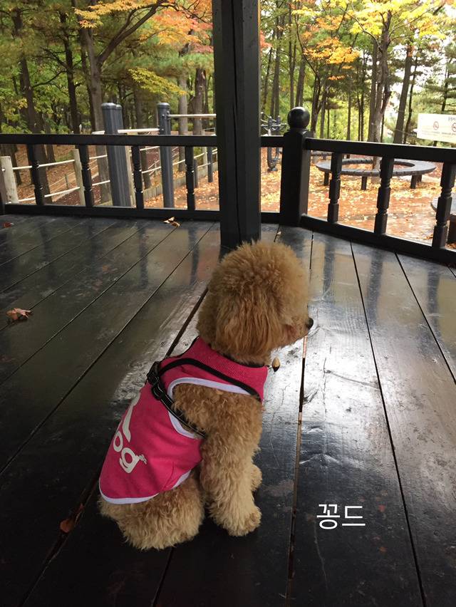 명상하는 강아지(사진 많음 주의) | 인스티즈