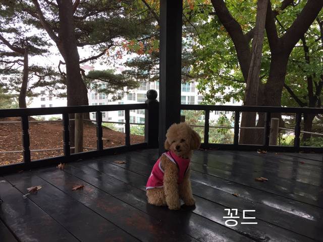 명상하는 강아지(사진 많음 주의) | 인스티즈