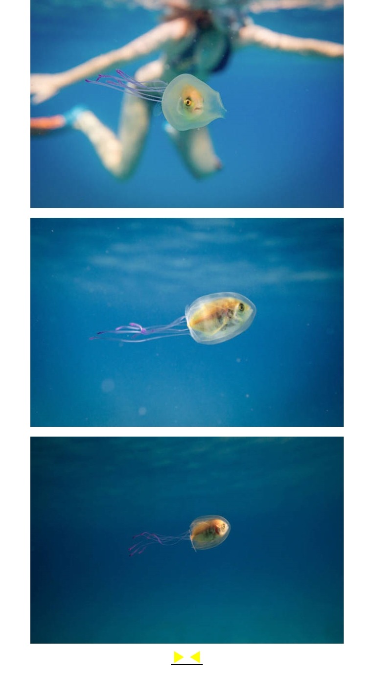 물고기를 품은 해파리 | 인스티즈