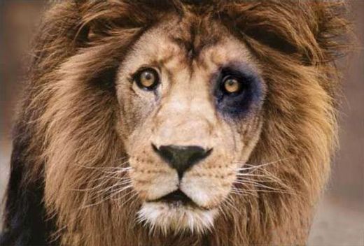 너도 맞고 다니는구나 | 인스티즈