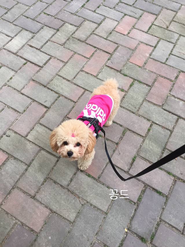 명상하는 강아지(사진 많음 주의) | 인스티즈