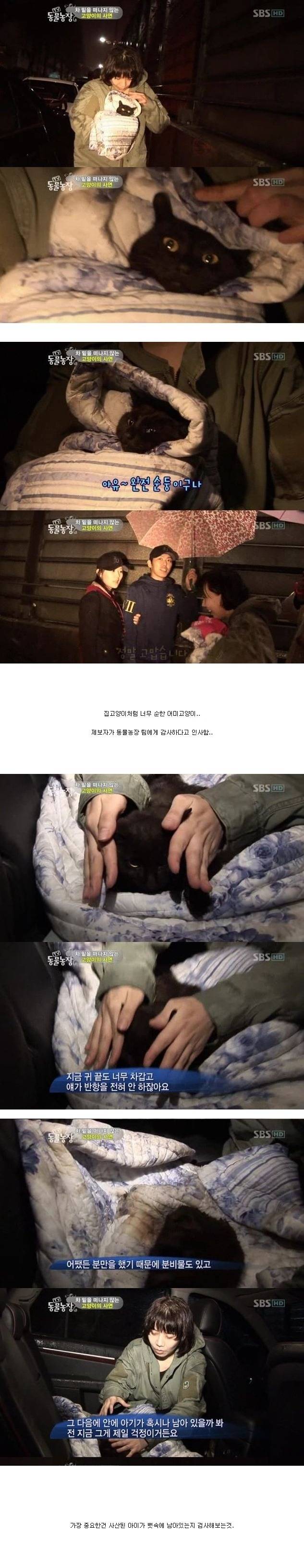 눈물을 흘리는 고양이 | 인스티즈