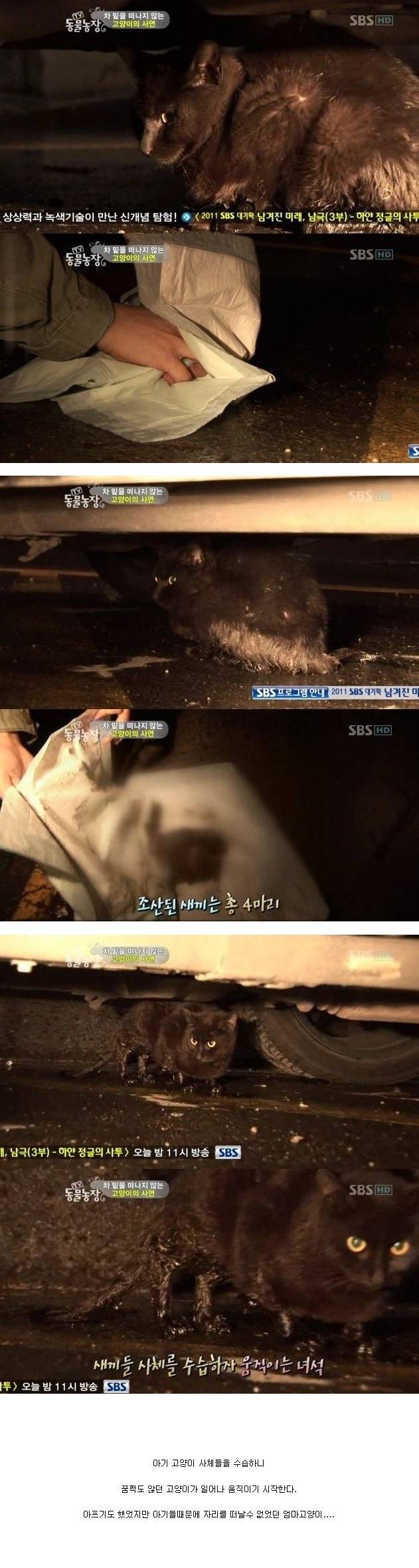 눈물을 흘리는 고양이 | 인스티즈