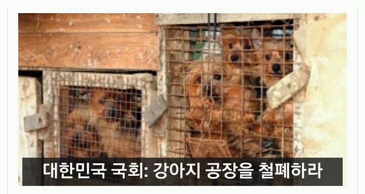 국회로 전달되는 강아지공장 철폐 청원서에 서명해주세요 | 인스티즈